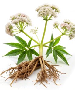 Organic Valerian Ext Powder-10:1