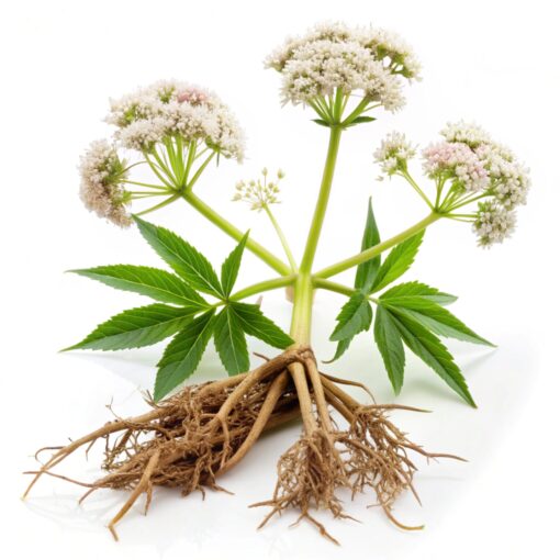 Organic Valerian Ext Powder-10:1